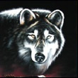 Volk